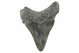 Serrated, Juvenile Megalodon Tooth - South Carolina #275853-1
